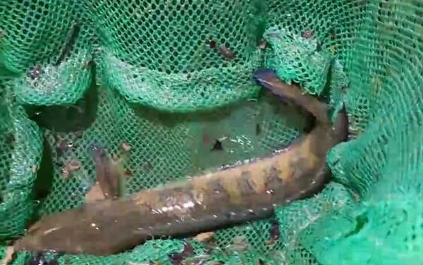 七星鱼怎么分公母?