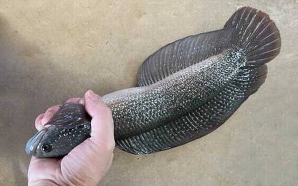 七星鱼多少度会被冻死?