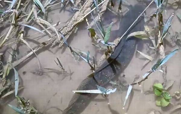 七星鱼多少度会被冻死?