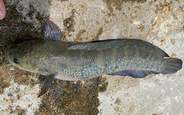 七星鱼一年产卵几次?