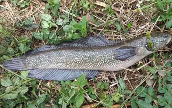 野生七星鱼最大多少斤?