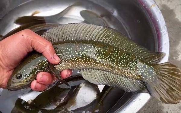 七星鱼为什么不能养?