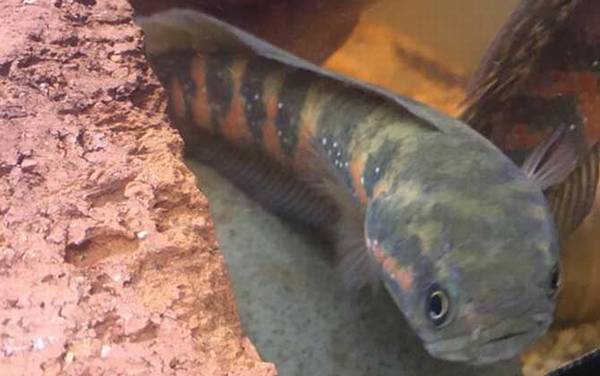 七星鱼用鱼缸能养活吗?