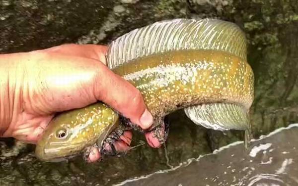 七星鱼用鱼缸能养活吗?