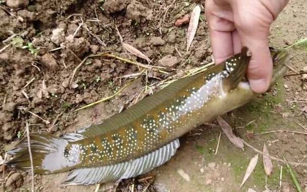 七星鱼怎么养在鱼缸中?