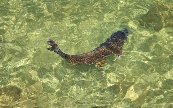 鲤鱼的生活习性及特点