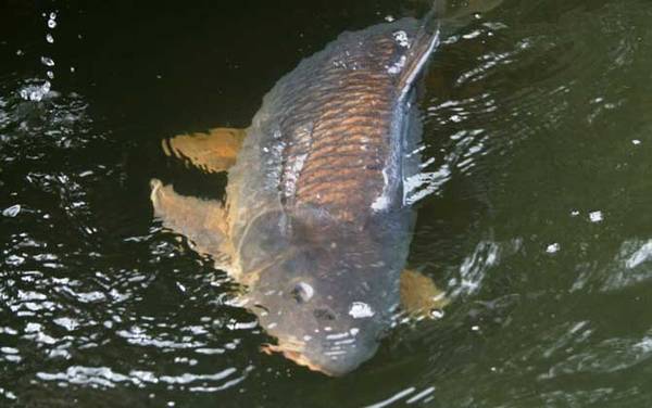 鲤鱼的生活习性及特点