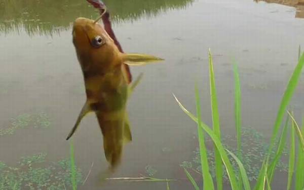 黄骨鱼俗称是什么?