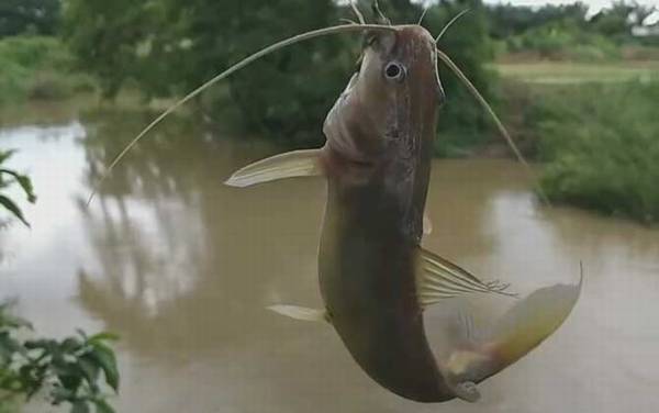 黄骨鱼俗称是什么?