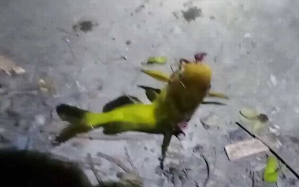 黄骨鱼又名什么鱼?