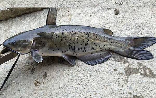 像鲶鱼又像黄辣丁的鱼是什么鱼?