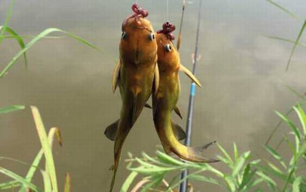 黄辣丁寄生虫超级多是真的吗?