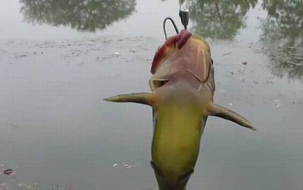 黄辣丁寄生虫超级多是真的吗?