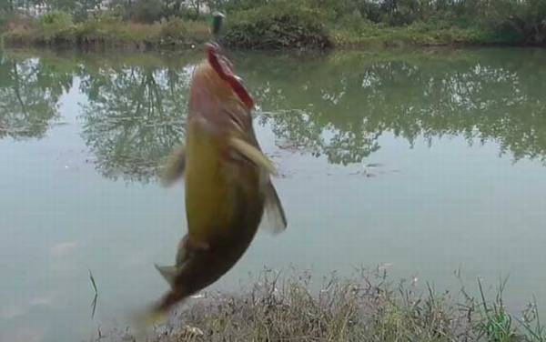 黄辣丁喜欢在什么地方活动?