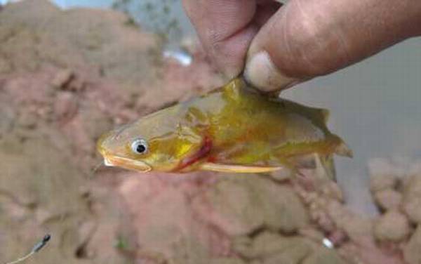 黄辣丁喜欢在什么地方活动?