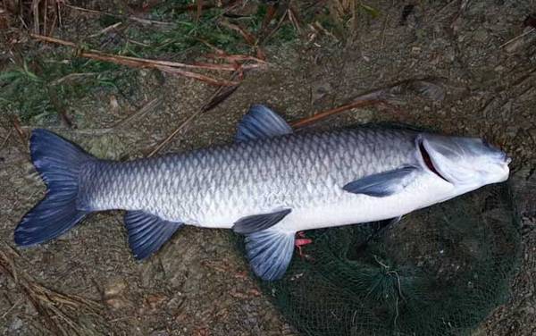 军鱼和青鱼有什么区别?