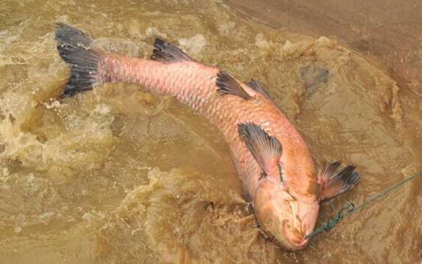 军鱼和青鱼有什么区别?