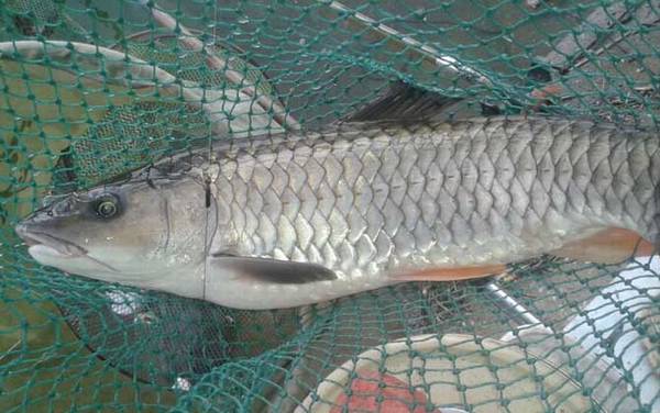 中华倒刺鲃是军鱼吗?