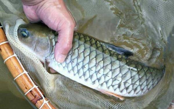 中华倒刺鲃是军鱼吗?