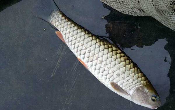 中华倒刺鲃俗名叫什么鱼?