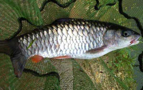 中华倒刺鲃吃什么食物?