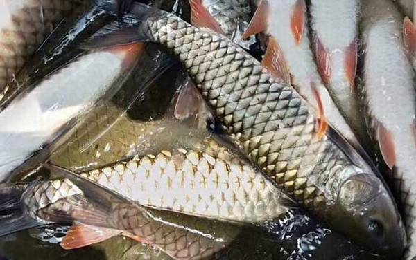 中华倒刺鲃是保护动物吗?