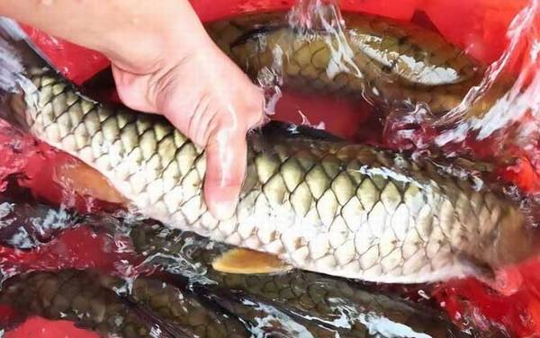 中华倒刺鲃是保护动物吗?