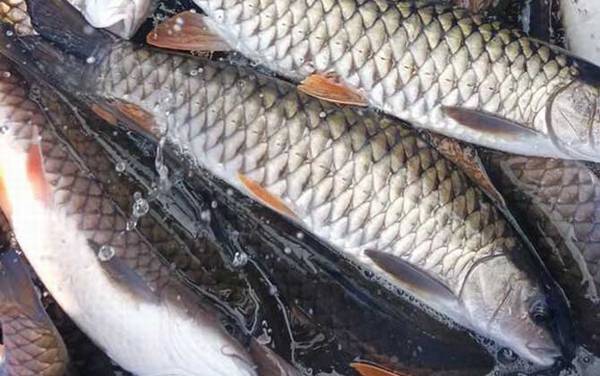 中华倒刺鲃是保护动物吗?