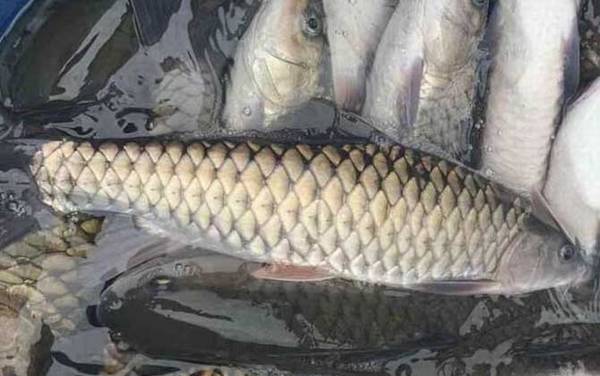 中华倒刺鲃一年可以长多大?