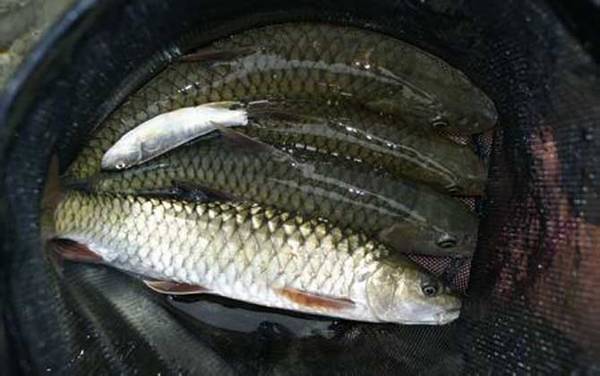 中华倒刺鲃一年可以长多大?