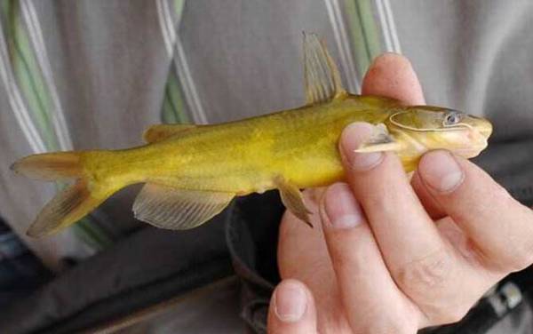 野生黄颡鱼一年能长多大?