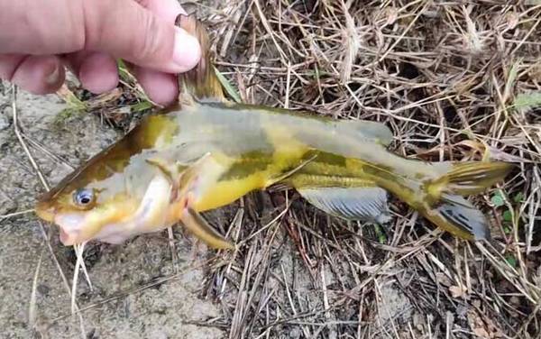 野生黄颡鱼一年能长多大?