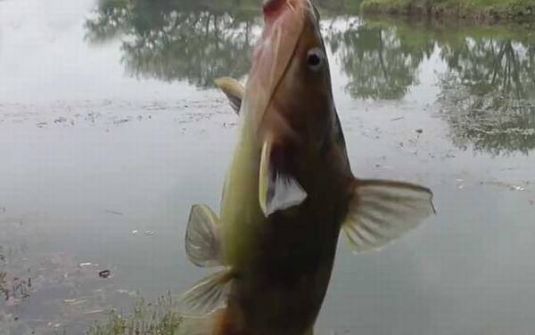 黄颡鱼裂头病传染吗?