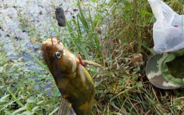 黄颡鱼裂头病传染吗?