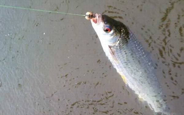 像鲮鱼的鱼是什么鱼?