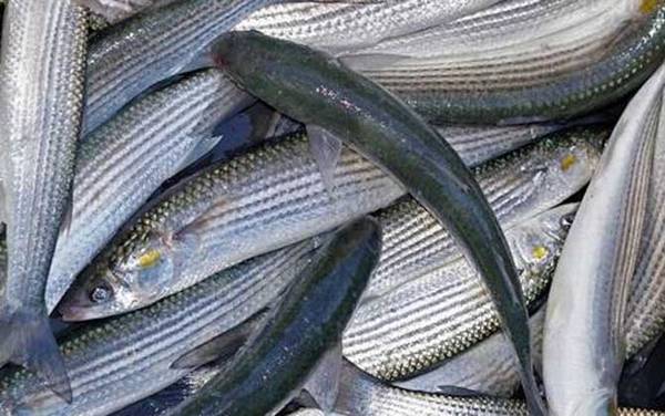 像鲮鱼的鱼是什么鱼?