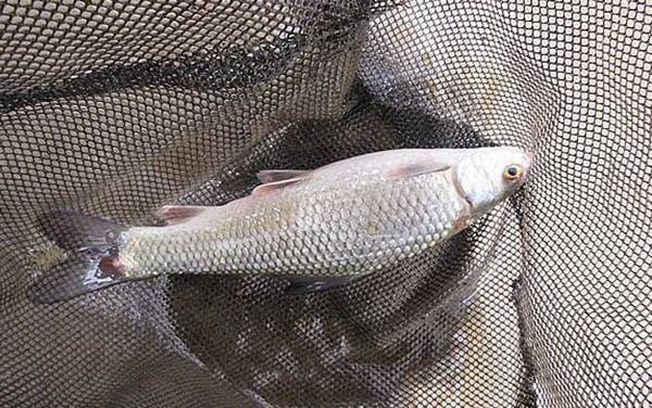 鲮鱼长什么样子?