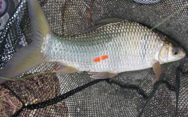 鲮鱼长什么样子?