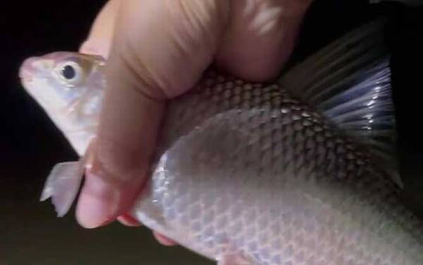 鲮鱼苗吃什么食物?