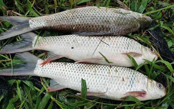 鲮鱼苗吃什么食物?