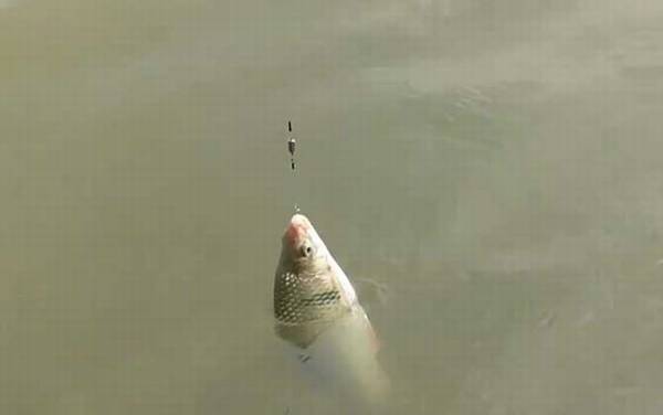 鲮鱼的拼音怎么读?