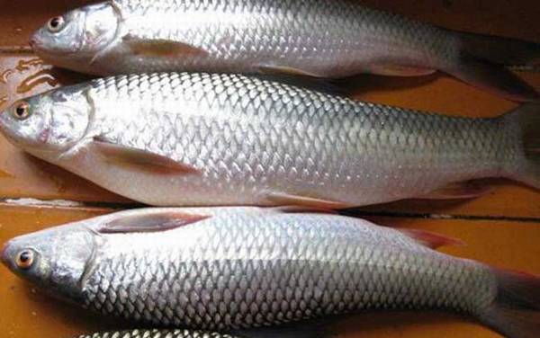 鲮鱼好吃吗?