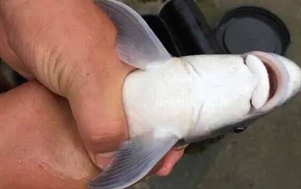 嘴唇朝下像鲮鱼的是什么鱼?