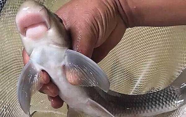 嘴唇朝下像鲮鱼的是什么鱼?