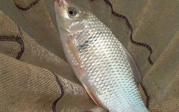 鲮鱼为什么不好吃?