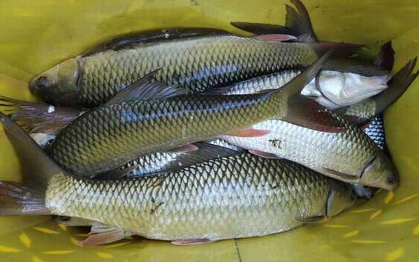 为什么市场很少卖鲮鱼?