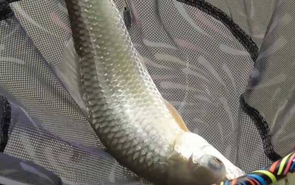 为什么市场很少卖鲮鱼?