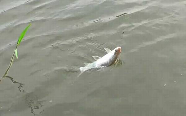 为什么市场很少卖鲮鱼?