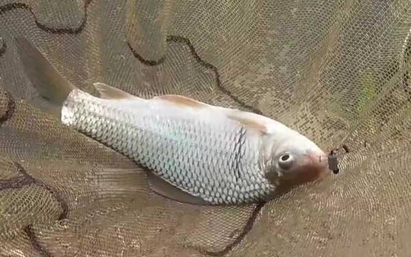 鲮鱼什么时候开口吃饵?