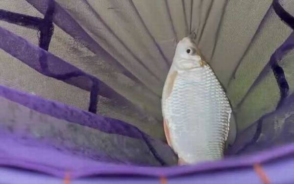 土鲮鱼又叫什么鱼?